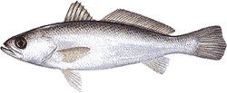 Southwest Florida Saltwater Fish - Silver Sea Trout