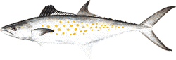Southwest Florida Saltwater Fish - Spanish Mackerel
