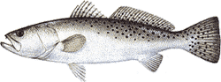 Southwest Florida Saltwater Fish - Spotted Sea Trout