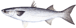 Southwest Florida Saltwater Fish - Color bluish-gray or green above, shading to silver on sides, with indistinct horizontal black barrings, white below; fins lightly scaled at base, unscaled above; blunt nose and small mouth; second dorsal fin originates behind that of the anal fin.