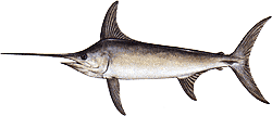 Southwest Florida Saltwater Fish - Swordfish