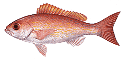 Southwest Florida Saltwater Fish - Vermilion Snapper