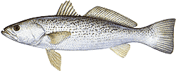 Southwest Florida Saltwater Fish - Weakfish