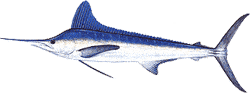 Southwest Florida Saltwater Fish - White Marlin