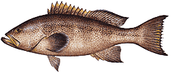 Southwest Florida Saltwater Fish - Yellow Mouth Grouper