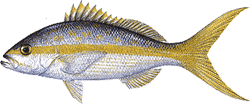 Southwest Florida Saltwater Fish - Yellow Tail Snapper
