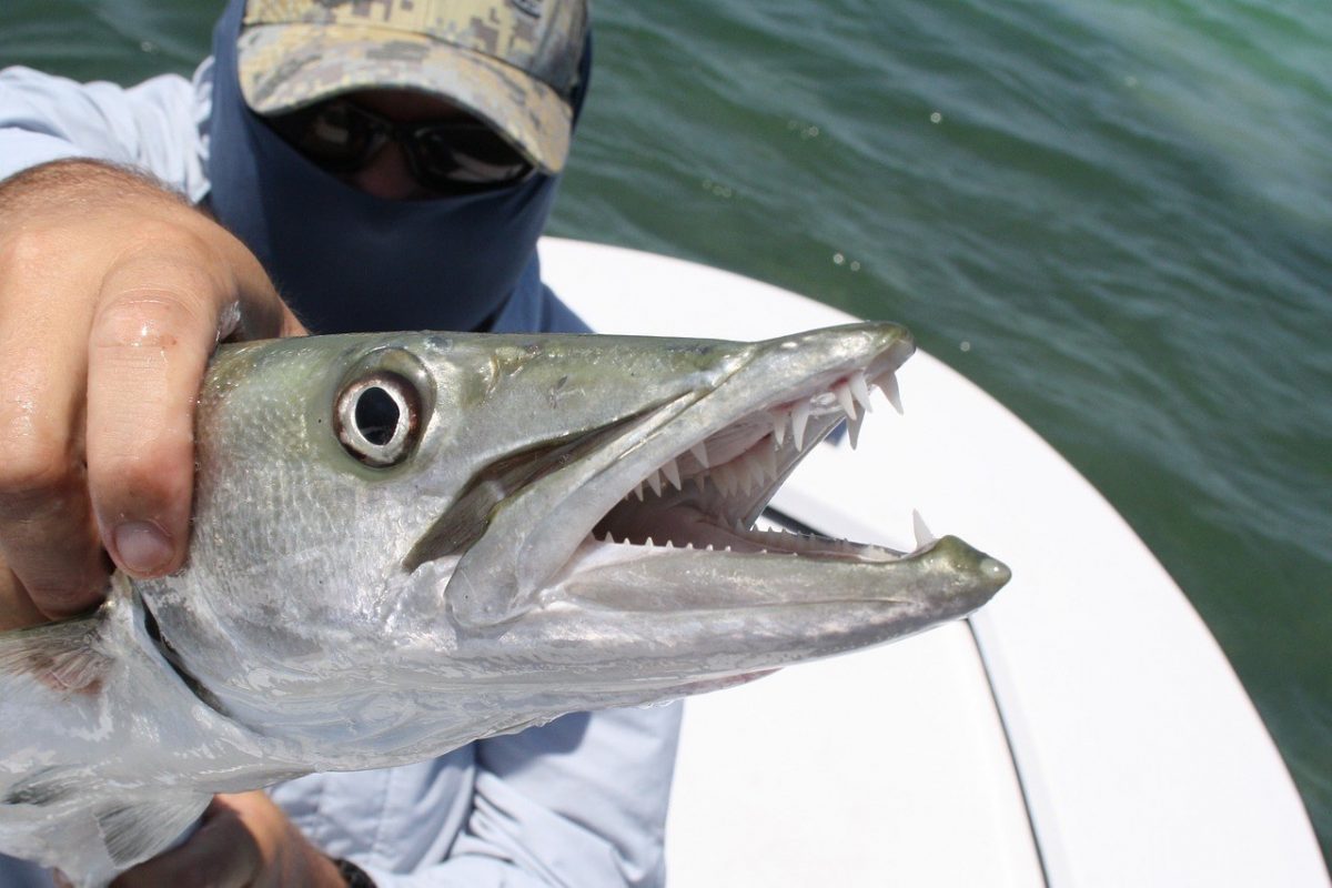 Southwest Florida Fish - Barracuda