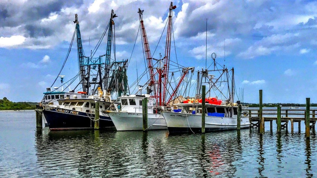 Southwest Florida Fish - Shrimp Boats